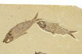 Multiple Detailed Fossil Fish Plate - Wyoming #240457-2
